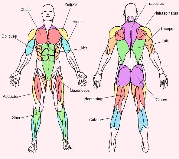 Here's a simplified diagram of the major muscle groups