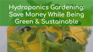 DIY Hydroponic Gardening